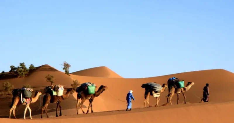 Caravane de dromadaires et randonneurs marchant dans les dunes